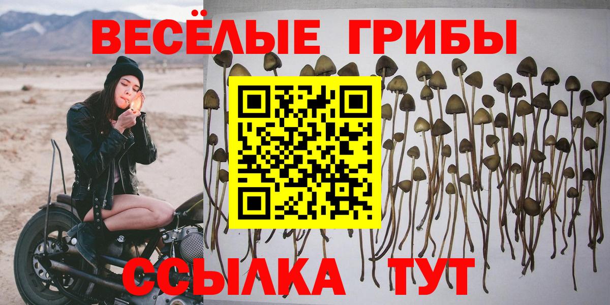 Псилоцибиновые грибы прущие грибы Курчалой